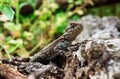 Beautiful lizard on stone Royalty Free Stock Photo
