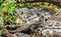 Beautiful lizard on stone Royalty Free Stock Photo