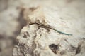 Beautiful lizard on the stone, turquois and grey Royalty Free Stock Photo
