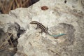 Beautiful lizard on the stone, turquois and grey Royalty Free Stock Photo