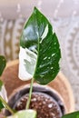 Beautiful `Philodendron White Princess houseplant with white variegation Royalty Free Stock Photo