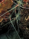 Beautiful lobster nest at olele dive spot