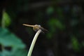 Beautiful Location Damselfly On The Grass