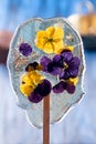 Beautiful lollipop caramel with edible violet flowers over on dark blue background