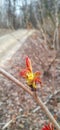 Beautiful lone red leaf blooms in early spring in the Park
