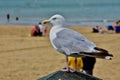 A closeup shot of a seagull Royalty Free Stock Photo