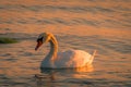 A swan treads water and looks for food