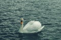 Beautiful lone swan floats on the water