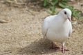 Beautiful Lone White Dove Out For a Stroll Royalty Free Stock Photo