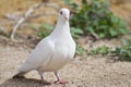 Beautiful Lone White Dove Out For a Stroll Royalty Free Stock Photo