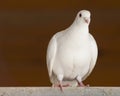 Beautiful Lone White Dove Perching Royalty Free Stock Photo