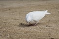 Beautiful Lone White Dove Scrounging For Food Royalty Free Stock Photo