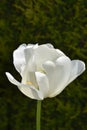 Beautiful Lone White Tulip Flower Blossom Blooming Royalty Free Stock Photo