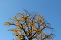 Beautiful lone yellow tree during spring season