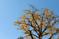 Beautiful lone yellow tree during spring season