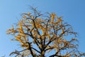 Beautiful lone yellow tree during spring season