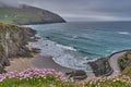 Beautiful lonely bay at Dingle Peninsula, Ireland. Coastline at the Dingle Peninsula with flowers in the foreground