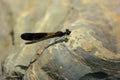 Beautiful lonely black colored damselfly sitting on rock in bright light in sajek, Bangladesh Royalty Free Stock Photo