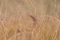 Beautiful lonely decorative fluffy spikelet on blurred dry grass background