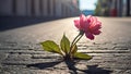 beautiful lonely flower grows asphalt concept renewal energy symbol blossom