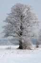 A beautiful,lonely ,frosted old willow tree in a meadow in winter. Vertical view. Royalty Free Stock Photo
