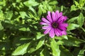 Beautiful lonely lilac flower like a daisy. Osteospermum Eklon Osteospermum ecklonis on the background of green leaves. Close-up Royalty Free Stock Photo