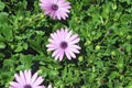 Beautiful lonely lilac flower like a daisy. Osteospermum Eklon Osteospermum ecklonis on the background of green leaves. Close-up Royalty Free Stock Photo