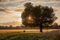 Beautiful ,lonely oak tree at sunset in Windsor.