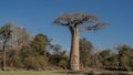 A beautiful lonely old baobab grows in a clearing in the forest. Royalty Free Stock Photo