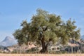 Lonely olive tree with blue sky in the background Royalty Free Stock Photo