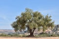 Lonely olive tree with blue sky in the background Royalty Free Stock Photo