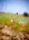 Beautiful lonely poppies on the field in Portugal Royalty Free Stock Photo