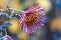 Beautiful lonely purple chrysanthemum