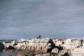 beautiful and lonely seal on the big rocks by the sea on a cloudy day with big waves crashing against the stones