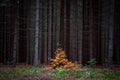 Beautiful and lonely small young orange tree in and old and dark autumn forest