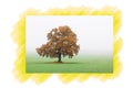 Lonely tree in autumn with yellow autumn leaves in fog against sky and green autumn grass / 1 tree of 4 trees from the c Royalty Free Stock Photo