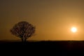 Beautiful lonely tree sunset