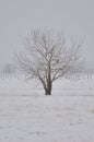 Beautiful lonely tree in winter. Royalty Free Stock Photo