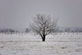 Beautiful lonely tree in winter. Royalty Free Stock Photo