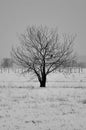 Beautiful lonely tree in winter. Royalty Free Stock Photo