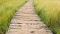 Beautiful lonely wooden road through the swamp. Long sedge along the trail. Walk alone on a beautiful scenic road. The beginning