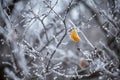 Beautiful lonely yellow leaf covered with hoarfrost. Gray branches covered with snow and hoarfrost. Royalty Free Stock Photo