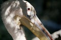 Beautiful long-beaked Pelican close-up at Zoo near Yalta, Crimea. Animals and Birds.