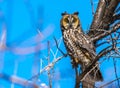 A Long-eared Owl Perched on a Tree Branch in Daytime