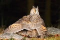 Beautiful long eared owl Royalty Free Stock Photo