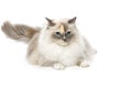 Beautiful birma cat isolated on white