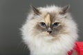 Beautiful birma cat in pink dress Royalty Free Stock Photo