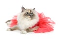 Beautiful birma cat in pink dress Royalty Free Stock Photo