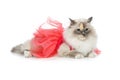 Beautiful birma cat in pink dress Royalty Free Stock Photo