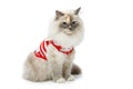 Beautiful birma cat in red pullover